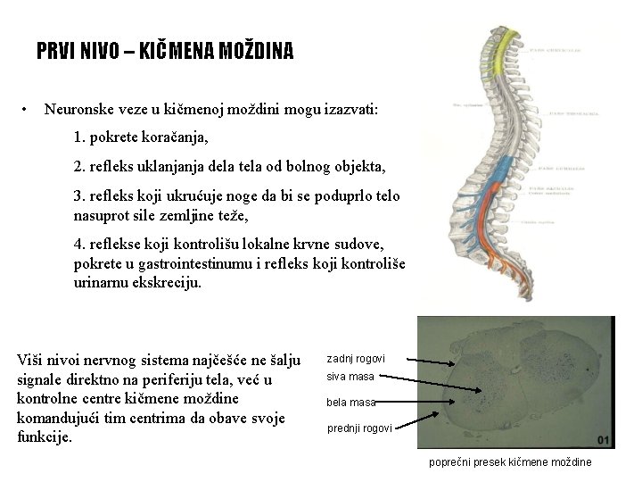 PRVI NIVO – KIČMENA MOŽDINA • Neuronske veze u kičmenoj moždini mogu izazvati: 1.