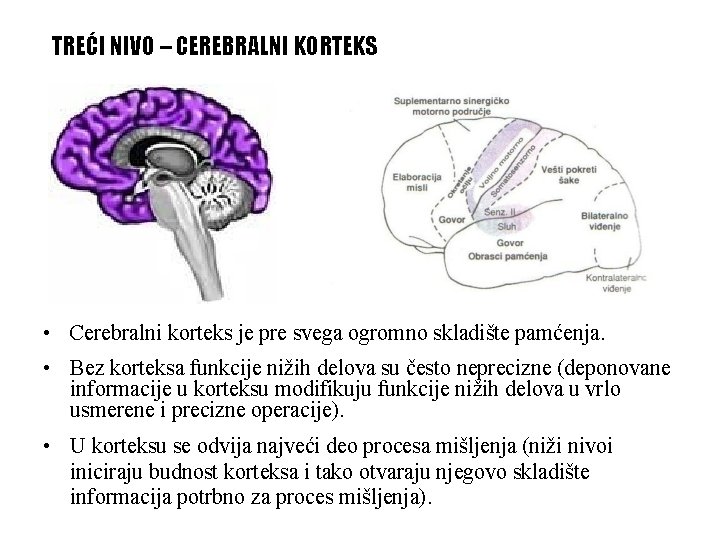 TREĆI NIVO – CEREBRALNI KORTEKS • Cerebralni korteks je pre svega ogromno skladište pamćenja.