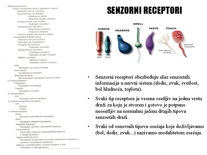 SENZORNI RECEPTORI • Senzorni receptori obezbeđuju ulaz senzornih informacija u nervni sistem (dodir, zvuk,