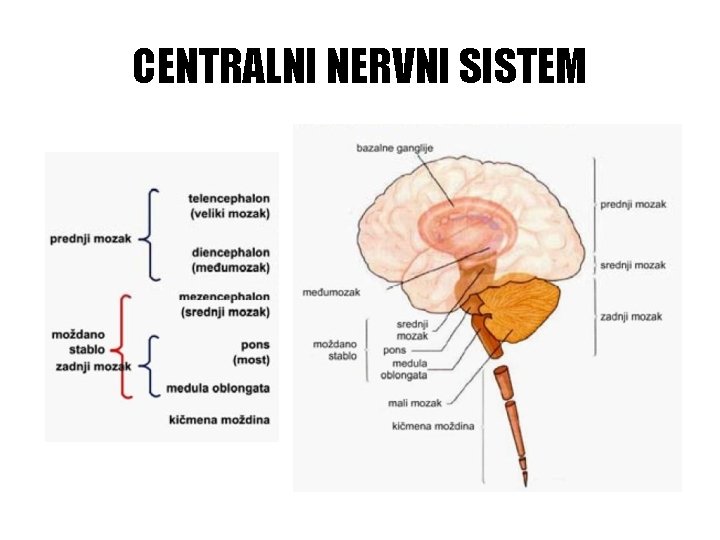 CENTRALNI NERVNI SISTEM 