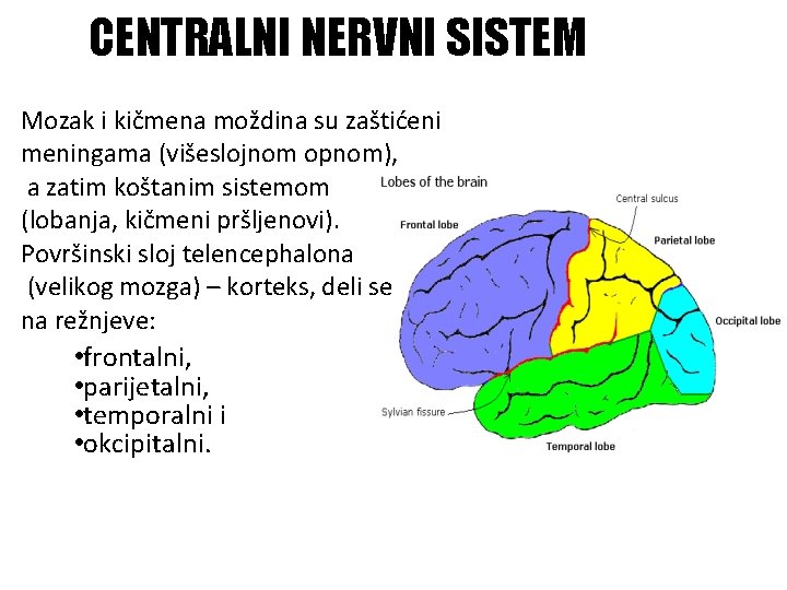 CENTRALNI NERVNI SISTEM Mozak i kičmena moždina su zaštićeni meningama (višeslojnom opnom), a zatim