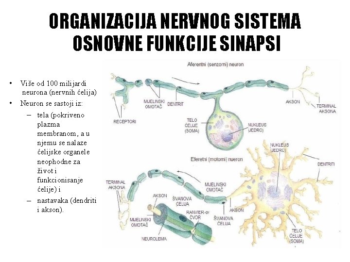 ORGANIZACIJA NERVNOG SISTEMA OSNOVNE FUNKCIJE SINAPSI • • Više od 100 milijardi neurona (nervnih