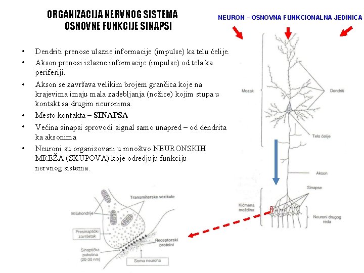 ORGANIZACIJA NERVNOG SISTEMA OSNOVNE FUNKCIJE SINAPSI • • • NEURON – OSNOVNA FUNKCIONALNA JEDINICA