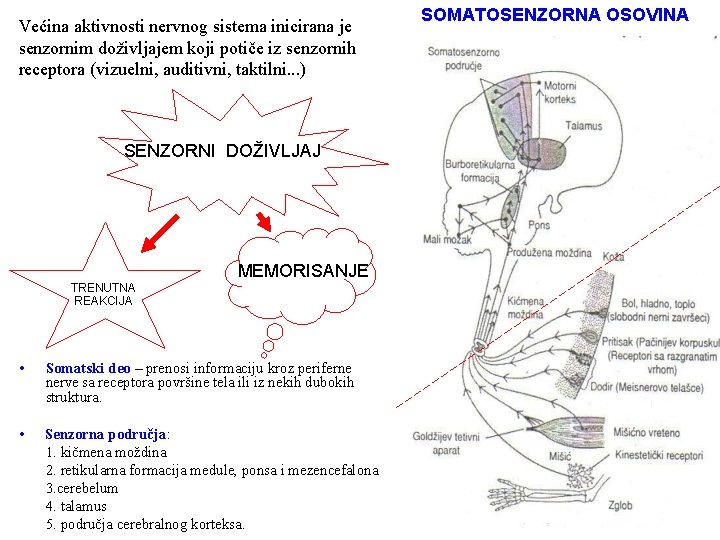 Većina aktivnosti nervnog sistema inicirana je senzornim doživljajem koji potiče iz senzornih receptora (vizuelni,