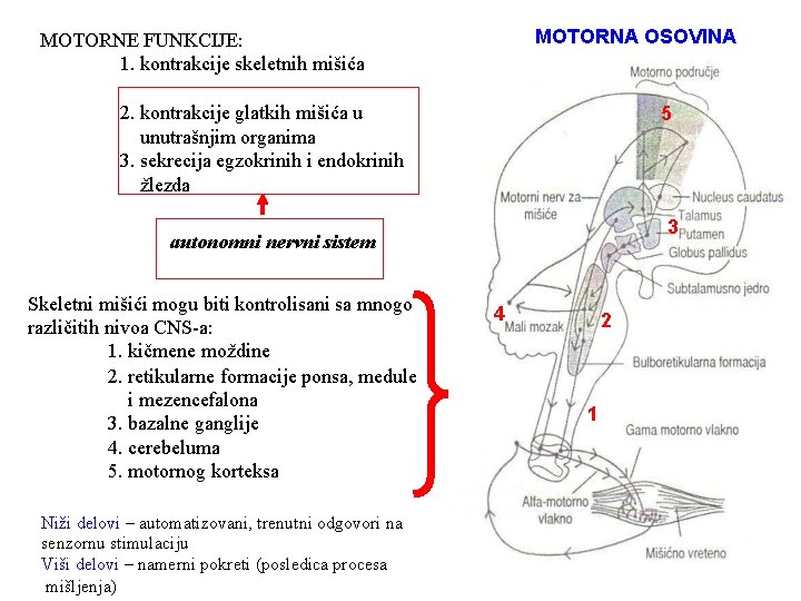 MOTORNA OSOVINA MOTORNE FUNKCIJE: 1. kontrakcije skeletnih mišića 2. kontrakcije glatkih mišića u unutrašnjim