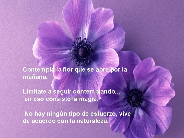 Contempla la flor que se abre por la mañana. Limítate a seguir contemplando. .