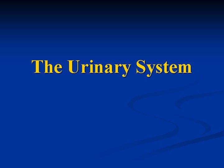 The Urinary System 