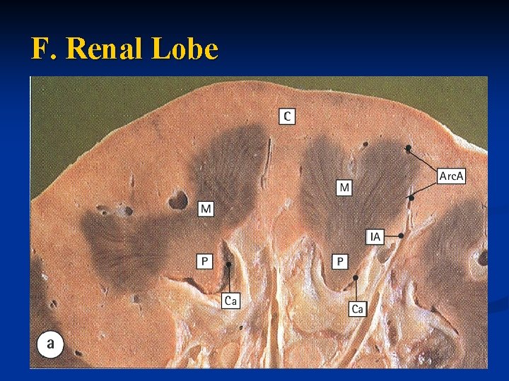 F. Renal Lobe 