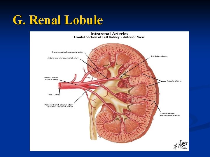 G. Renal Lobule 