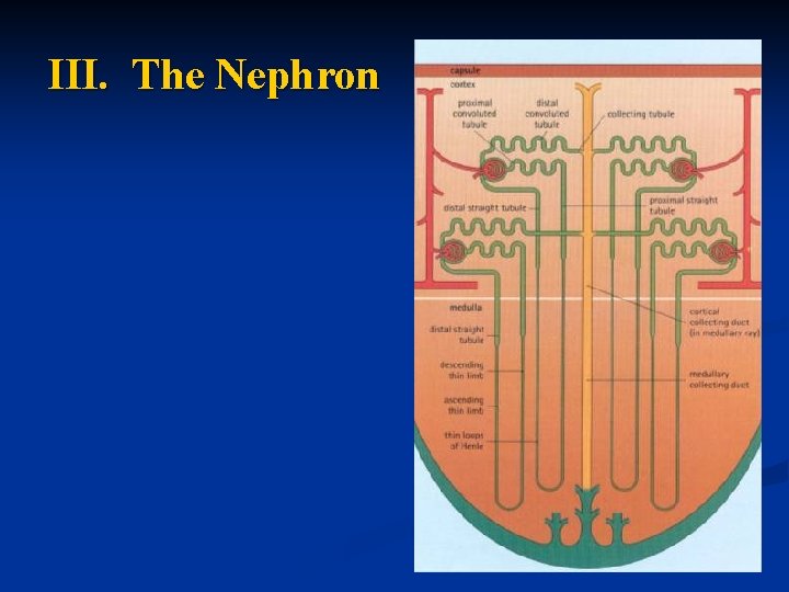 III. The Nephron 