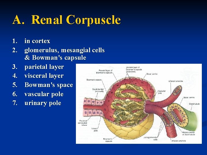 A. Renal Corpuscle 1. in cortex 2. glomerulus, mesangial cells & Bowman's capsule 3.