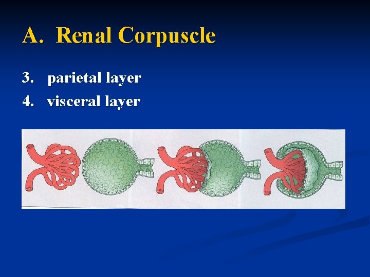 A. Renal Corpuscle 3. parietal layer 4. visceral layer 