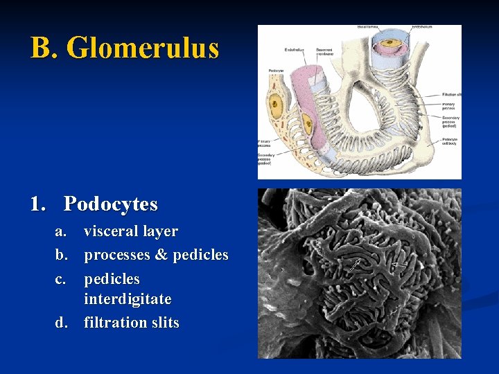 B. Glomerulus 1. Podocytes a. b. c. visceral layer processes & pedicles interdigitate d.