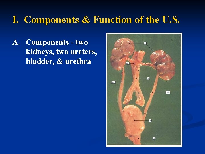 I. Components & Function of the U. S. A. Components - two kidneys, two