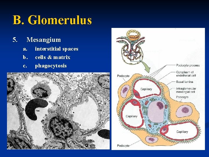 B. Glomerulus 5. Mesangium a. b. c. interstitial spaces cells & matrix phagocytosis 