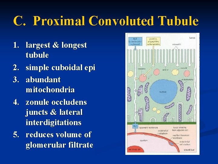 C. Proximal Convoluted Tubule 1. largest & longest tubule 2. simple cuboidal epi 3.