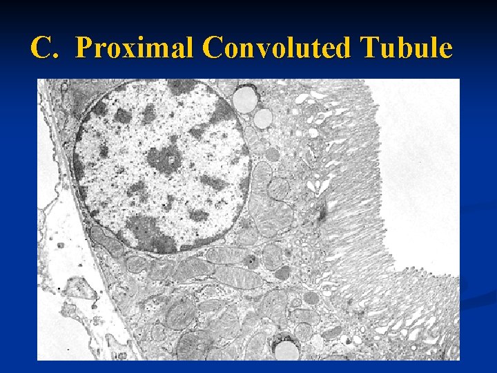 C. Proximal Convoluted Tubule 