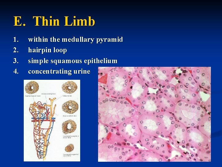 E. Thin Limb 1. 2. 3. 4. within the medullary pyramid hairpin loop simple