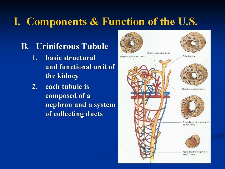 I. Components & Function of the U. S. B. Uriniferous Tubule 1. basic structural