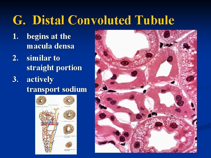 G. Distal Convoluted Tubule 1. begins at the macula densa 2. similar to straight