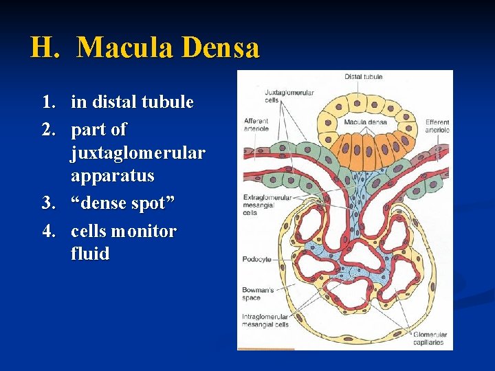 H. Macula Densa 1. in distal tubule 2. part of juxtaglomerular apparatus 3. “dense