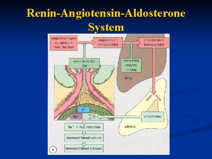 Renin-Angiotensin-Aldosterone System 