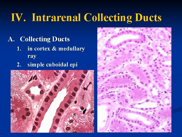 IV. Intrarenal Collecting Ducts A. Collecting Ducts 1. in cortex & medullary ray 2.