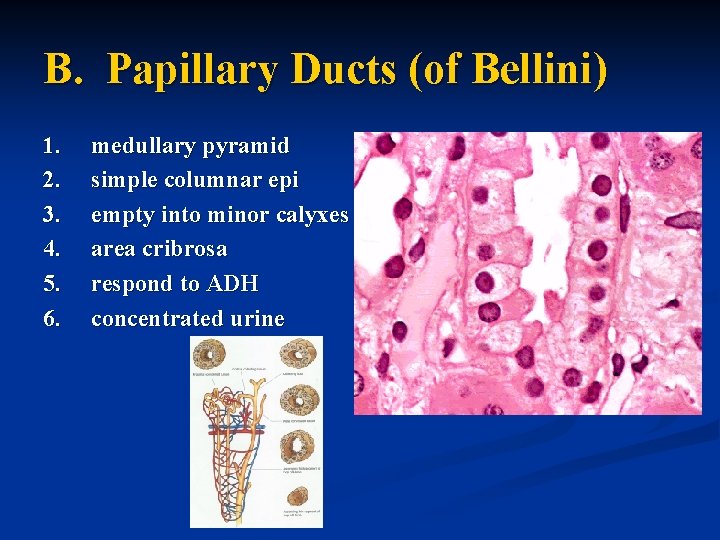 B. Papillary Ducts (of Bellini) 1. 2. 3. 4. 5. 6. medullary pyramid simple