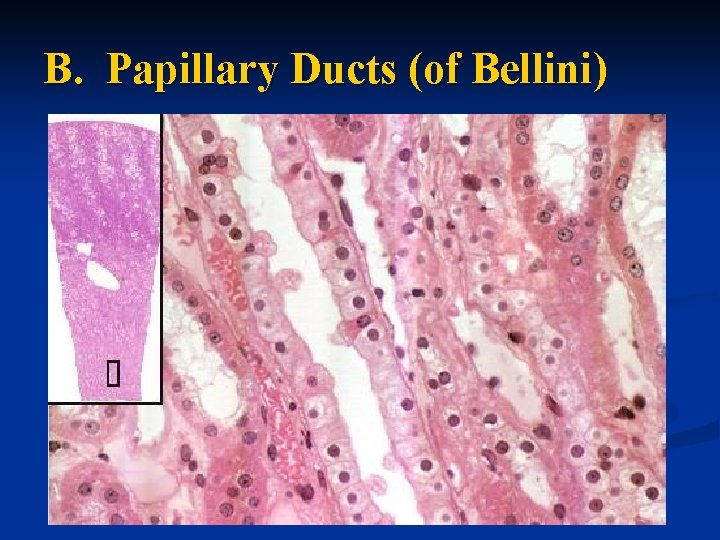 B. Papillary Ducts (of Bellini) 