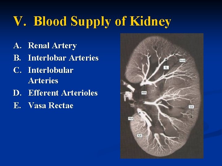 V. Blood Supply of Kidney A. Renal Artery B. Interlobar Arteries C. Interlobular Arteries