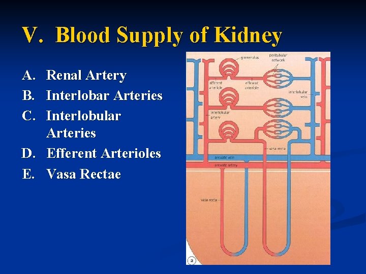 V. Blood Supply of Kidney A. Renal Artery B. Interlobar Arteries C. Interlobular Arteries