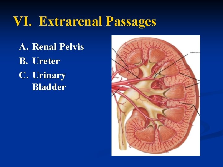 VI. Extrarenal Passages A. Renal Pelvis B. Ureter C. Urinary Bladder 