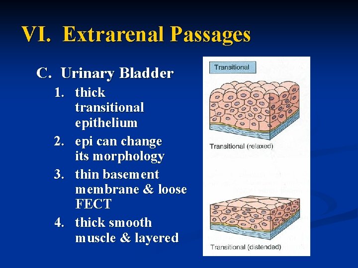 VI. Extrarenal Passages C. Urinary Bladder 1. thick transitional epithelium 2. epi can change