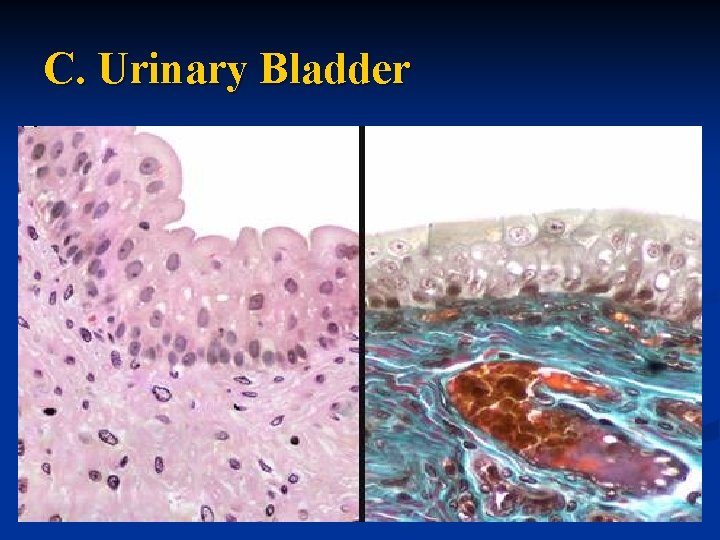 C. Urinary Bladder 