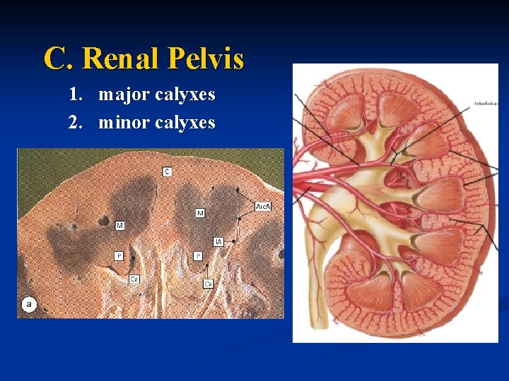 C. Renal Pelvis 1. major calyxes 2. minor calyxes 