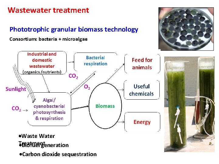 Wastewater treatment Phototrophic granular biomass technology Consortium: bacteria + microalgae Waste Water Treatment Biofuel