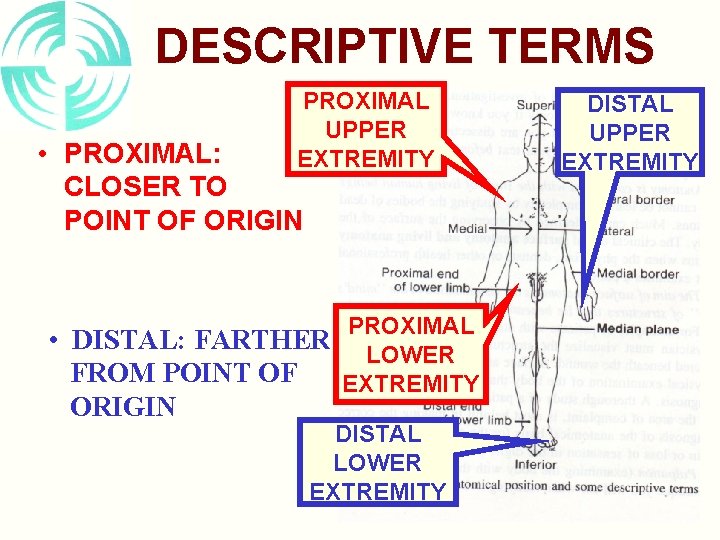 DESCRIPTIVE TERMS PROXIMAL UPPER EXTREMITY • PROXIMAL: CLOSER TO POINT OF ORIGIN PROXIMAL •