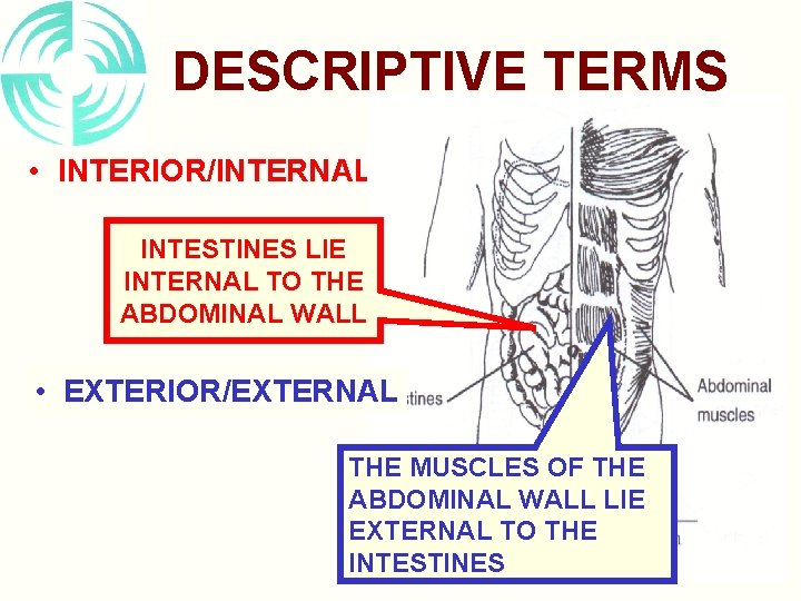 DESCRIPTIVE TERMS • INTERIOR/INTERNAL INTESTINES LIE INTERNAL TO THE ABDOMINAL WALL • EXTERIOR/EXTERNAL THE
