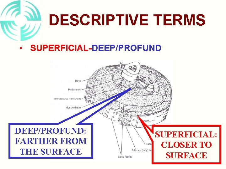 DESCRIPTIVE TERMS • SUPERFICIAL-DEEP/PROFUND: FARTHER FROM THE SURFACE SUPERFICIAL: CLOSER TO SURFACE 