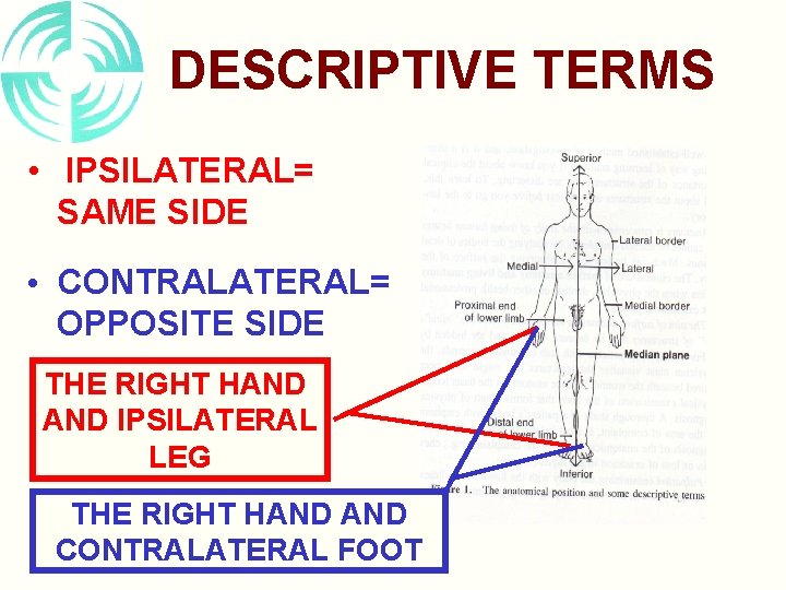 DESCRIPTIVE TERMS • IPSILATERAL= SAME SIDE • CONTRALATERAL= OPPOSITE SIDE THE RIGHT HAND IPSILATERAL