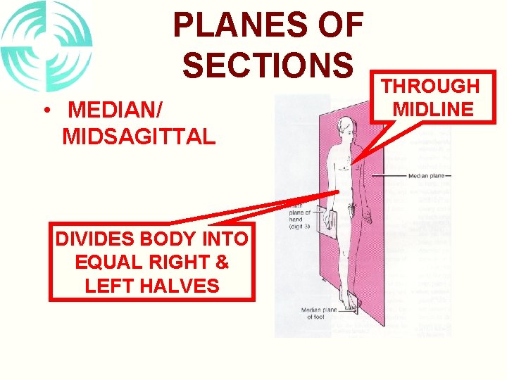 PLANES OF SECTIONS • MEDIAN/ MIDSAGITTAL DIVIDES BODY INTO EQUAL RIGHT & LEFT HALVES