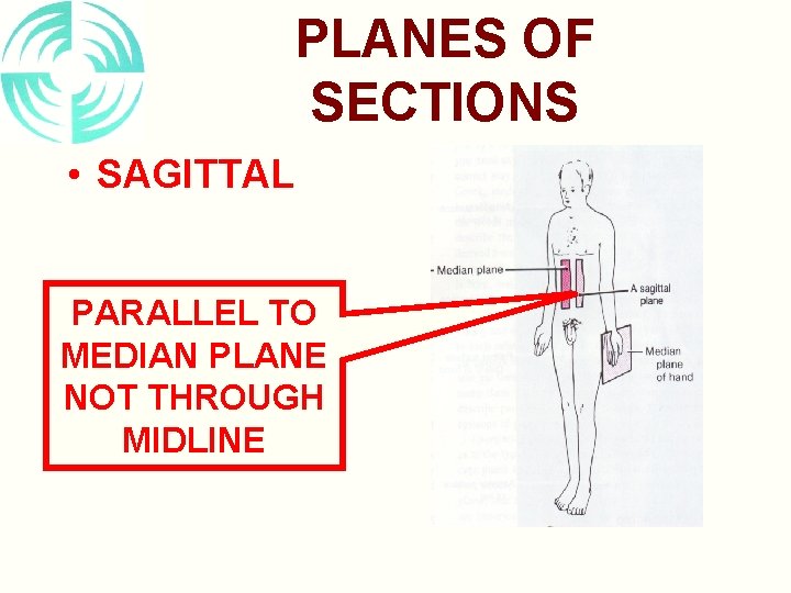 PLANES OF SECTIONS • SAGITTAL PARALLEL TO MEDIAN PLANE NOT THROUGH MIDLINE 