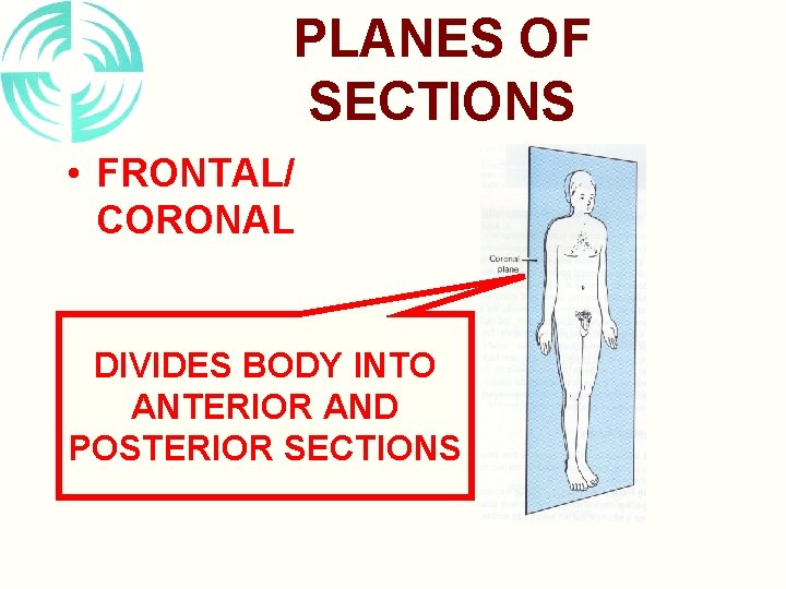 PLANES OF SECTIONS • FRONTAL/ CORONAL DIVIDES BODY INTO ANTERIOR AND POSTERIOR SECTIONS 