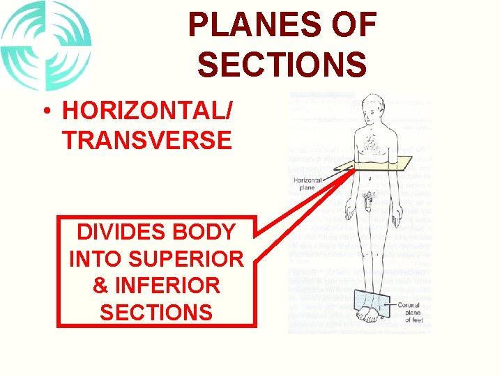 PLANES OF SECTIONS • HORIZONTAL/ TRANSVERSE DIVIDES BODY INTO SUPERIOR & INFERIOR SECTIONS 