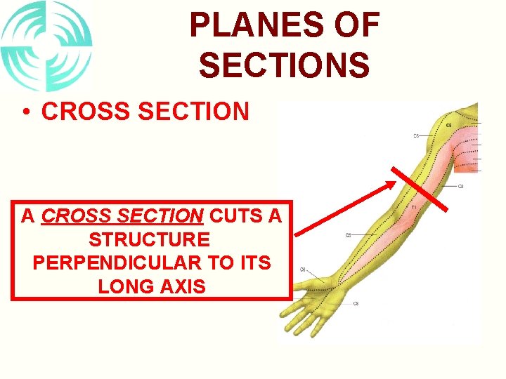 PLANES OF SECTIONS • CROSS SECTION A CROSS SECTION CUTS A STRUCTURE PERPENDICULAR TO