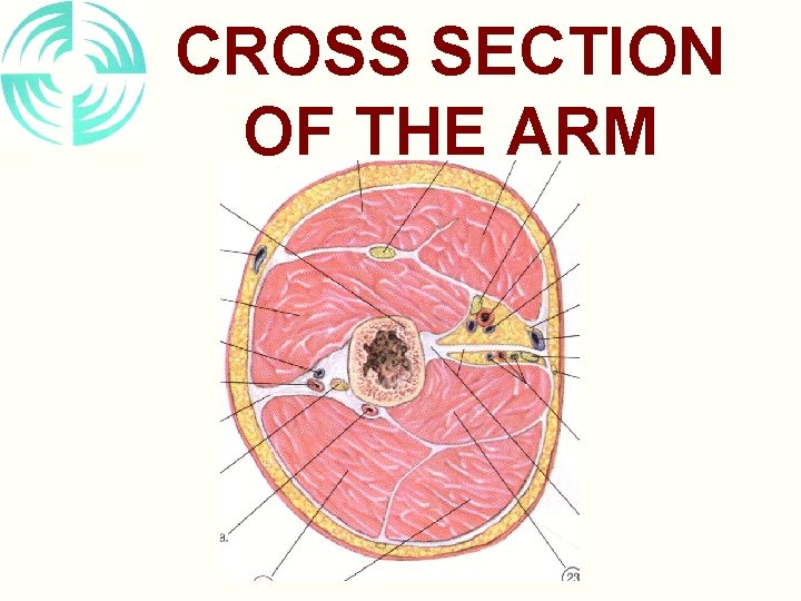 CROSS SECTION OF THE ARM 