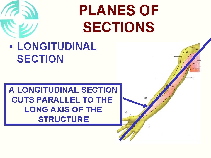 PLANES OF SECTIONS • LONGITUDINAL SECTION A LONGITUDINAL SECTION CUTS PARALLEL TO THE LONG