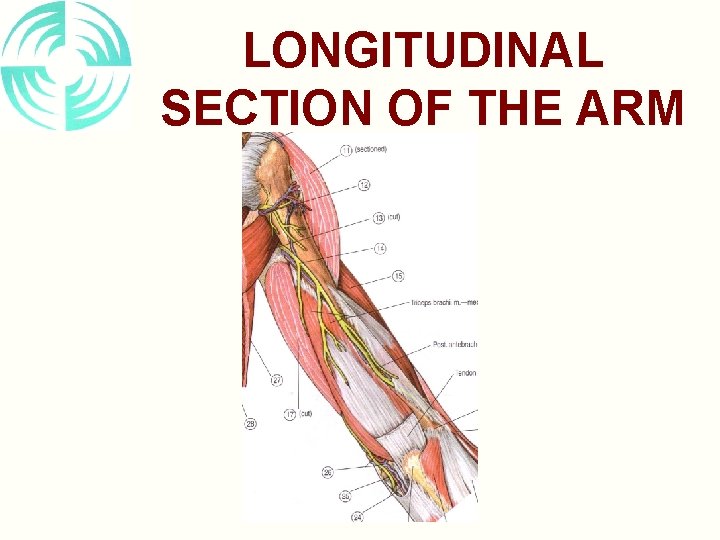 LONGITUDINAL SECTION OF THE ARM 