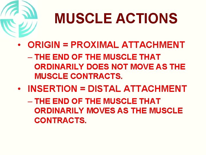 MUSCLE ACTIONS • ORIGIN = PROXIMAL ATTACHMENT – THE END OF THE MUSCLE THAT