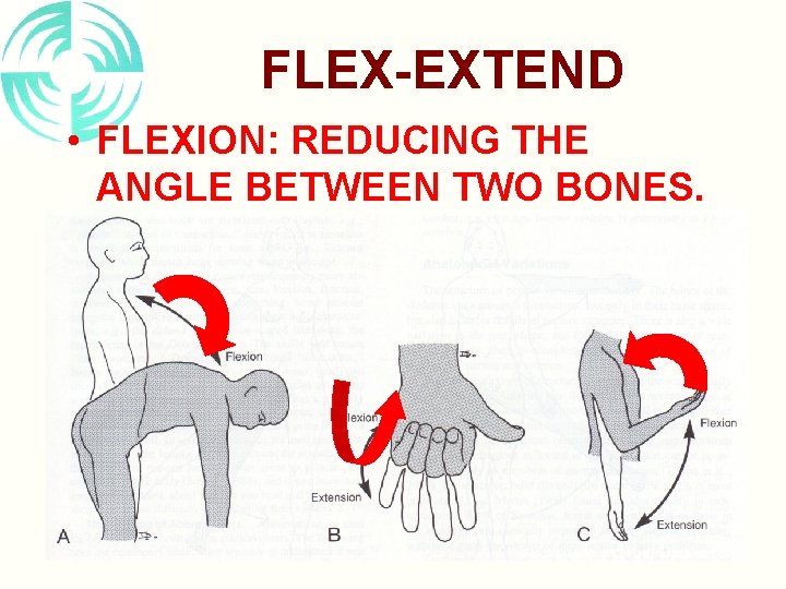 FLEX-EXTEND • FLEXION: REDUCING THE ANGLE BETWEEN TWO BONES. 